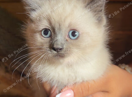 7 ragdoll kittens