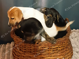 Adorable Jack Russel Puppies