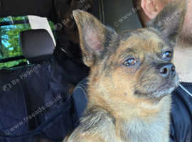 Beautiful pomchi stud dog