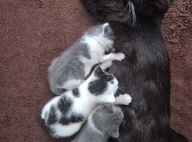 Kittens