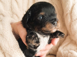 1 black tanned boy available!!! Quality true Toy Asian teddy bear brown ,tanned Maltipoo Puppies Just arrived