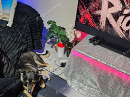 Selling my australian kelpie
