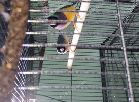 For sale 7 gouldian finches