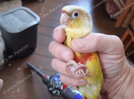 PINEAPPLE baby Conure (Only One left)
