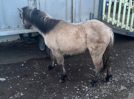 Dun filly