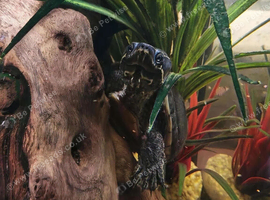 X2 musk turtles and set up