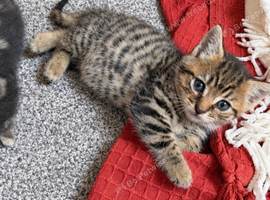 2 female kittens