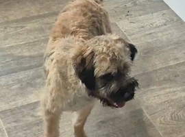 Cute terrier boy 1 years old
