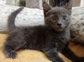 Russion blue kittens 3 remaining