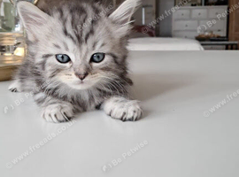 Ragdoll cross