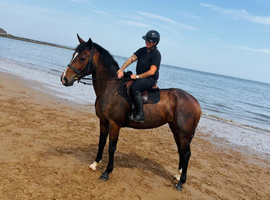 16.3 4 YO mare