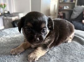 Adorable chihuahua puppies