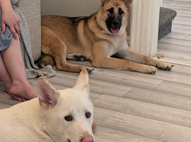 Two dogs For Rehome