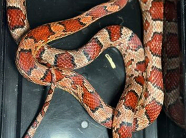 Corn snake cb22
