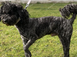 Miniature poodle