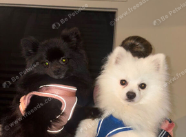 Miniature Pomeranian