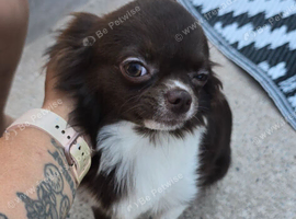 Beautiful chocolate and white chihuahua girl kc registered