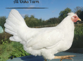 POL hens available.