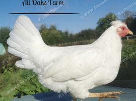 Pure breed crosses for sale