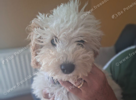 Cockapoo