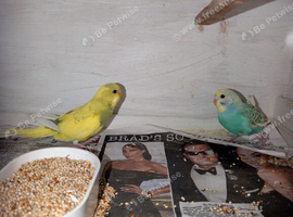 Pair of budgies