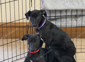 Whippet puppys