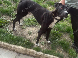 Collie bullgreyhound