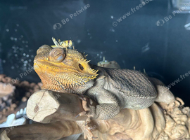 Friendly Bearded Dragon