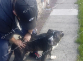 *FOR SALE*... CANE CORSO XROSS