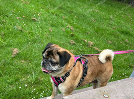 Female pug