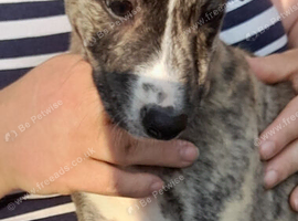 Stunning top quality lurcher puppies