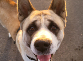 2.5yrs old akita
