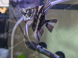 ANGEL FISH