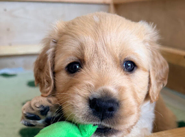Goldador - Golden Retriever x Labrador Retriever