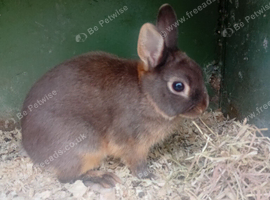 netherland dwarfs Baby boys