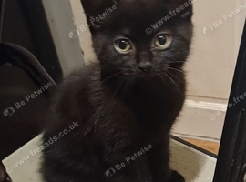 Kittens for sale