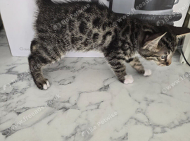 Kittens bengal males