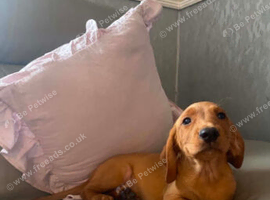 Cockadoors pups