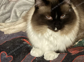 Large ragdoll