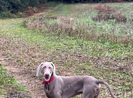 7 and half month old Weimaraner