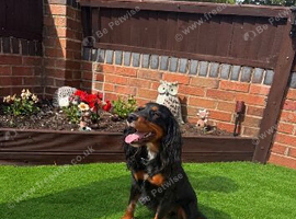 Buddy cocker spaniel