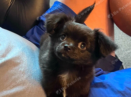 2 male chihuahua pups.