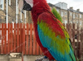 Handreared Tame Greenwing Macaw