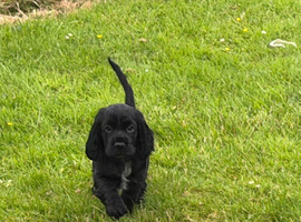 Last 2 KC Registered Cocker Spaniels