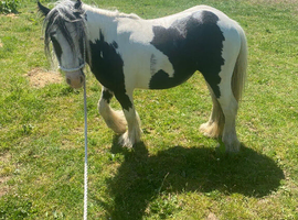 Selling my girl called lady
