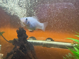 White Mollys