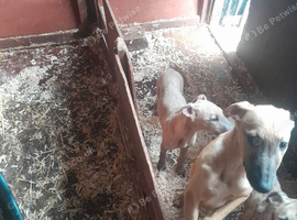 Lurcher pups for sale 2 dogs
