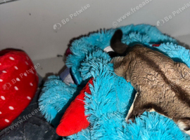 2male adult sugar gliders