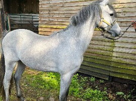 2 year old registered Welsh section b gelding
