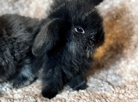 Adorable Indoor Lionlop Bunnies For Sale - Ready Soon!